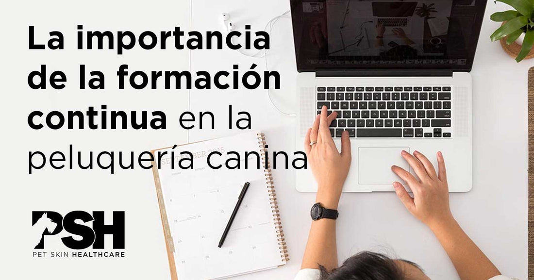 La importancia de la formación continua en la peluquería canina