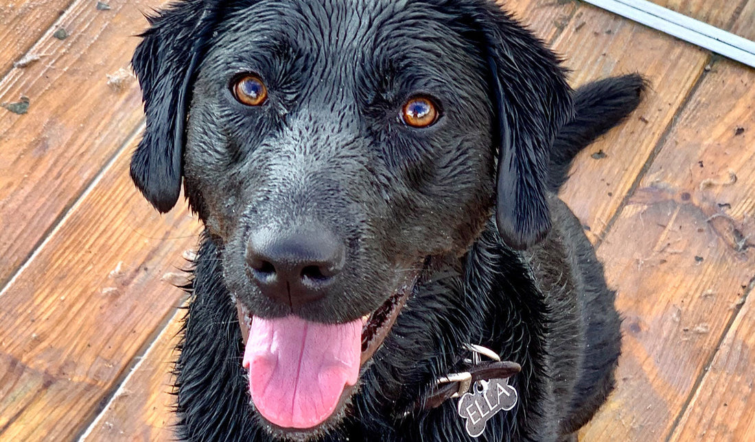 ¿Buscas nombre para tu perro? Lista de nombres para Machos y Hembras