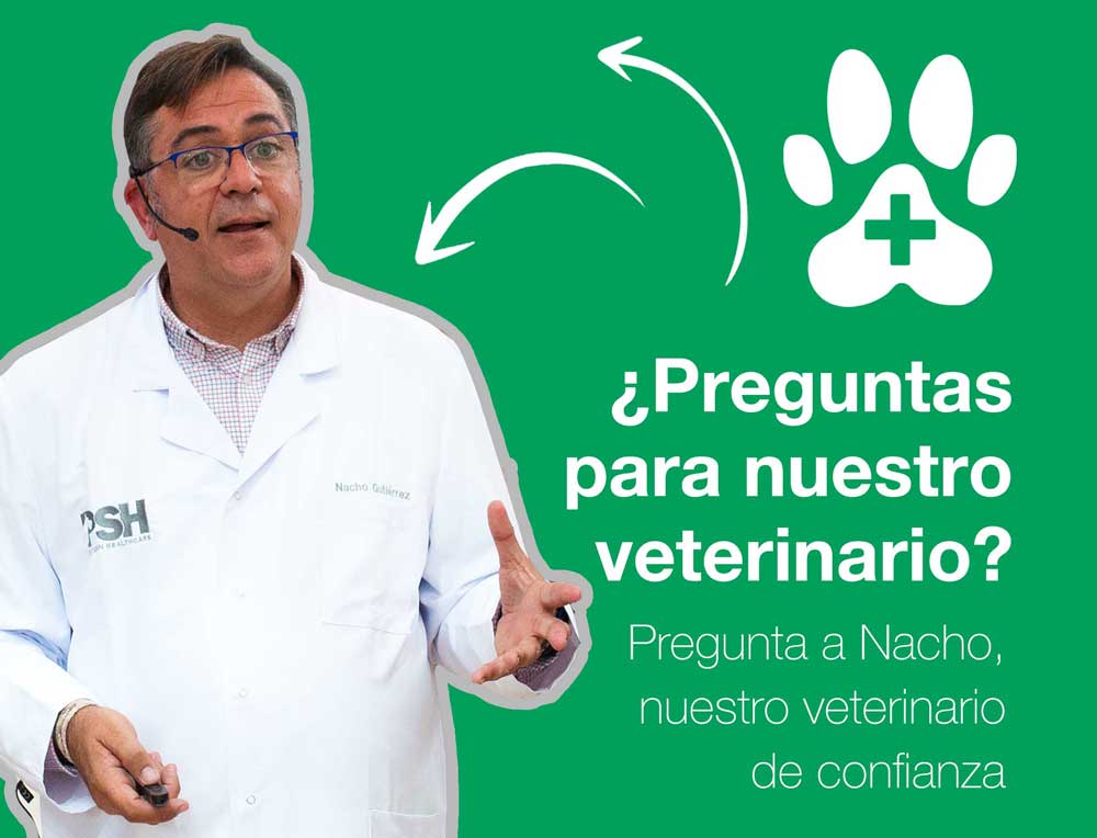 Preguntas a nuestro veterinario sobre problemas en la piel de los perros
