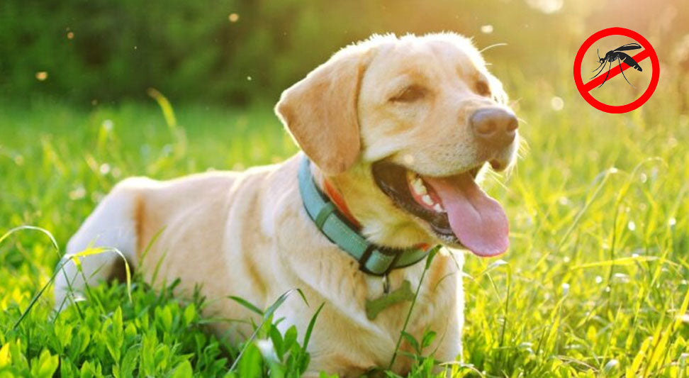 Repelentes naturales, un aliado seguro contra los mosquitos e insectos