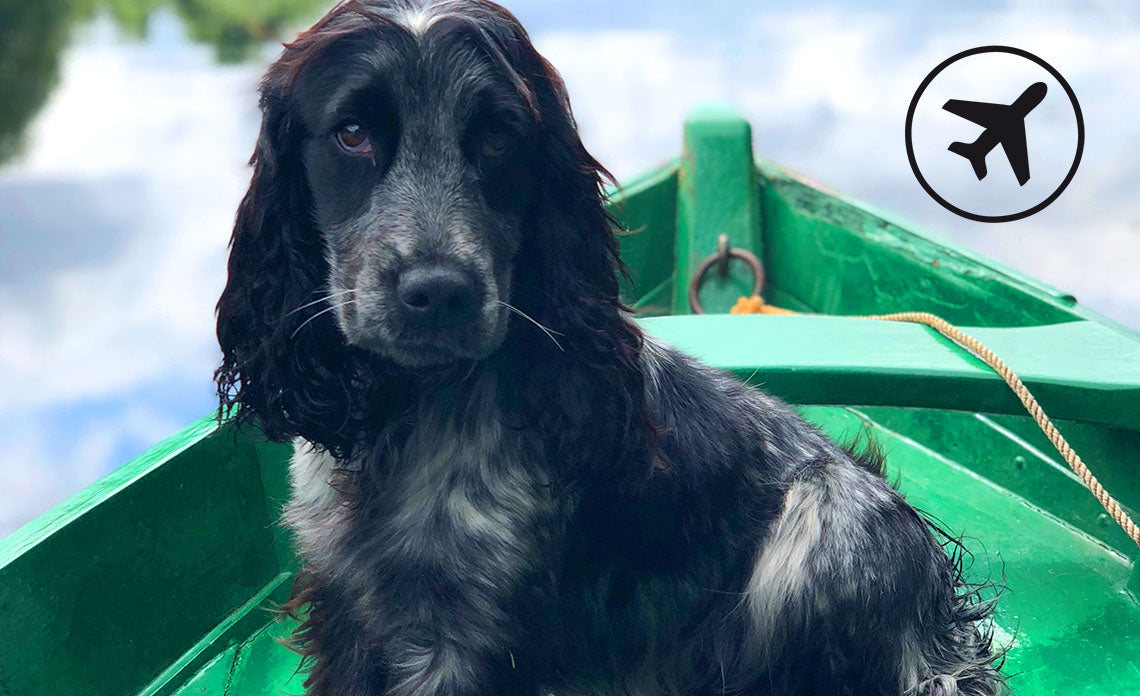 Viajar con tu perro - 9 Consejos