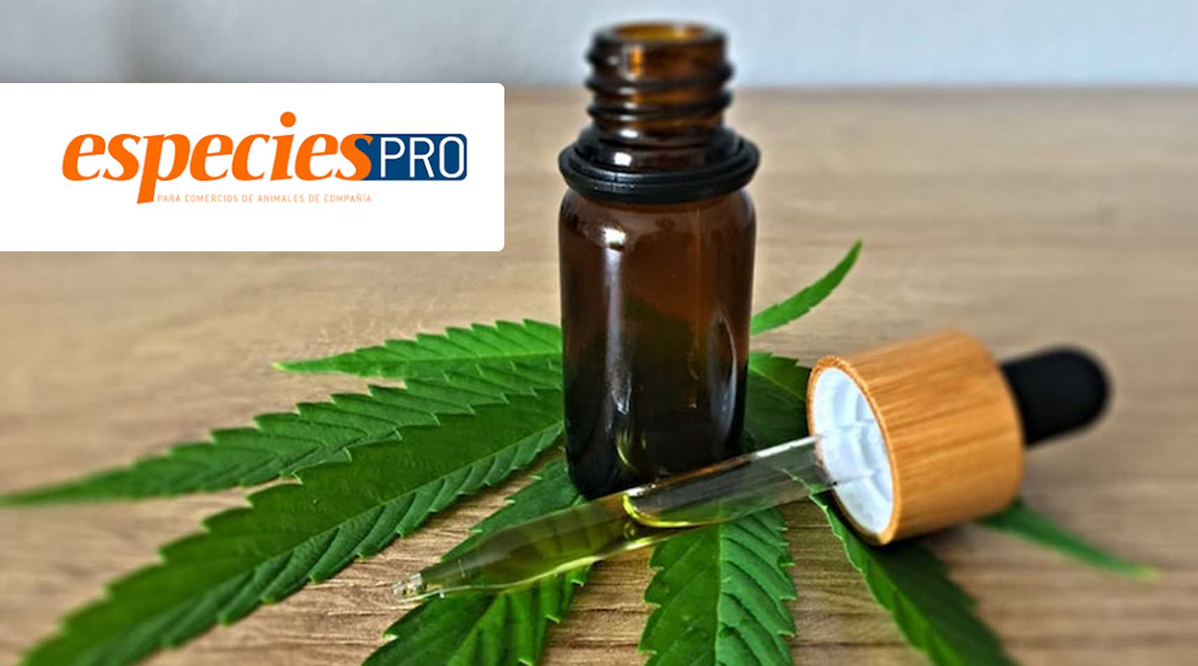 CBD, el cosmético de moda entre las mascotas￼