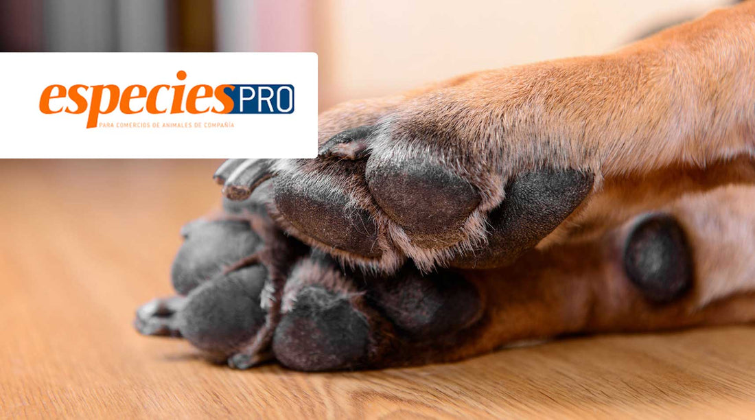 Las almohadillas, una zona clave en la salud de nuestros perros