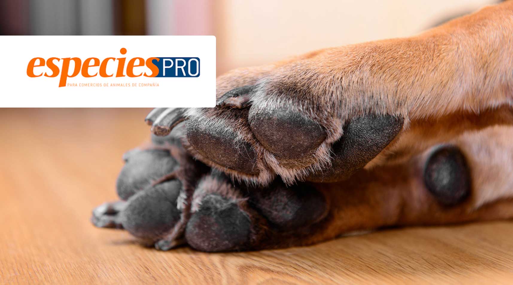 Las almohadillas, una zona clave en la salud de nuestros perros