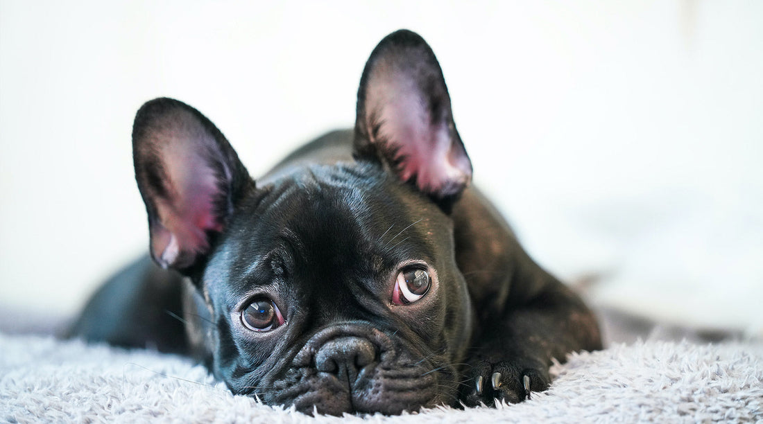 champu-perros-piel-atopica