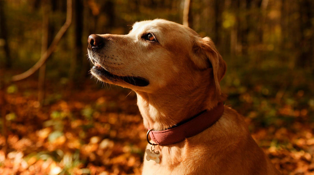 champú perros problemas piel