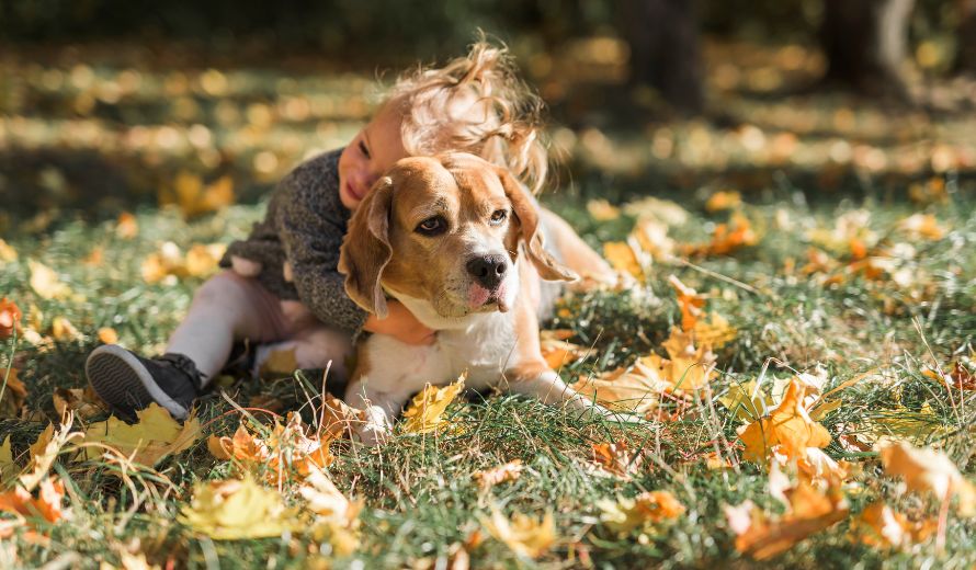 como prevenir pulgas y garrapatas en perros. Niña sobre un perro abrazandole