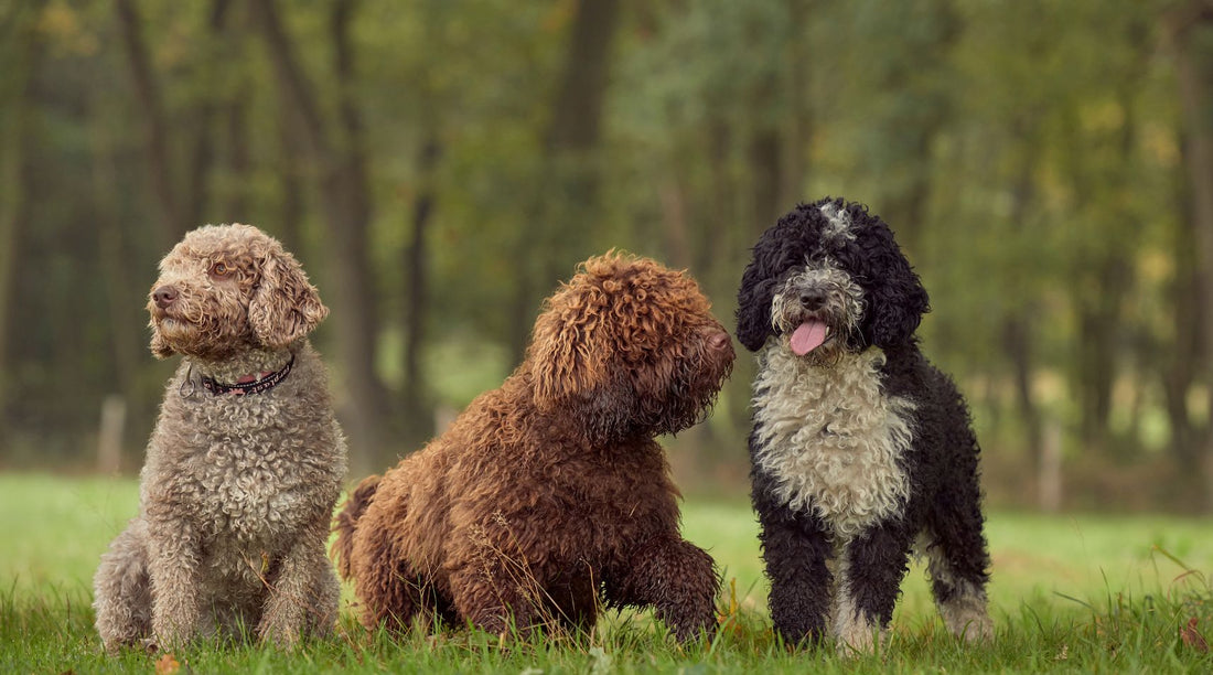 Guía completa de cuidados para el pelo del perro de agua