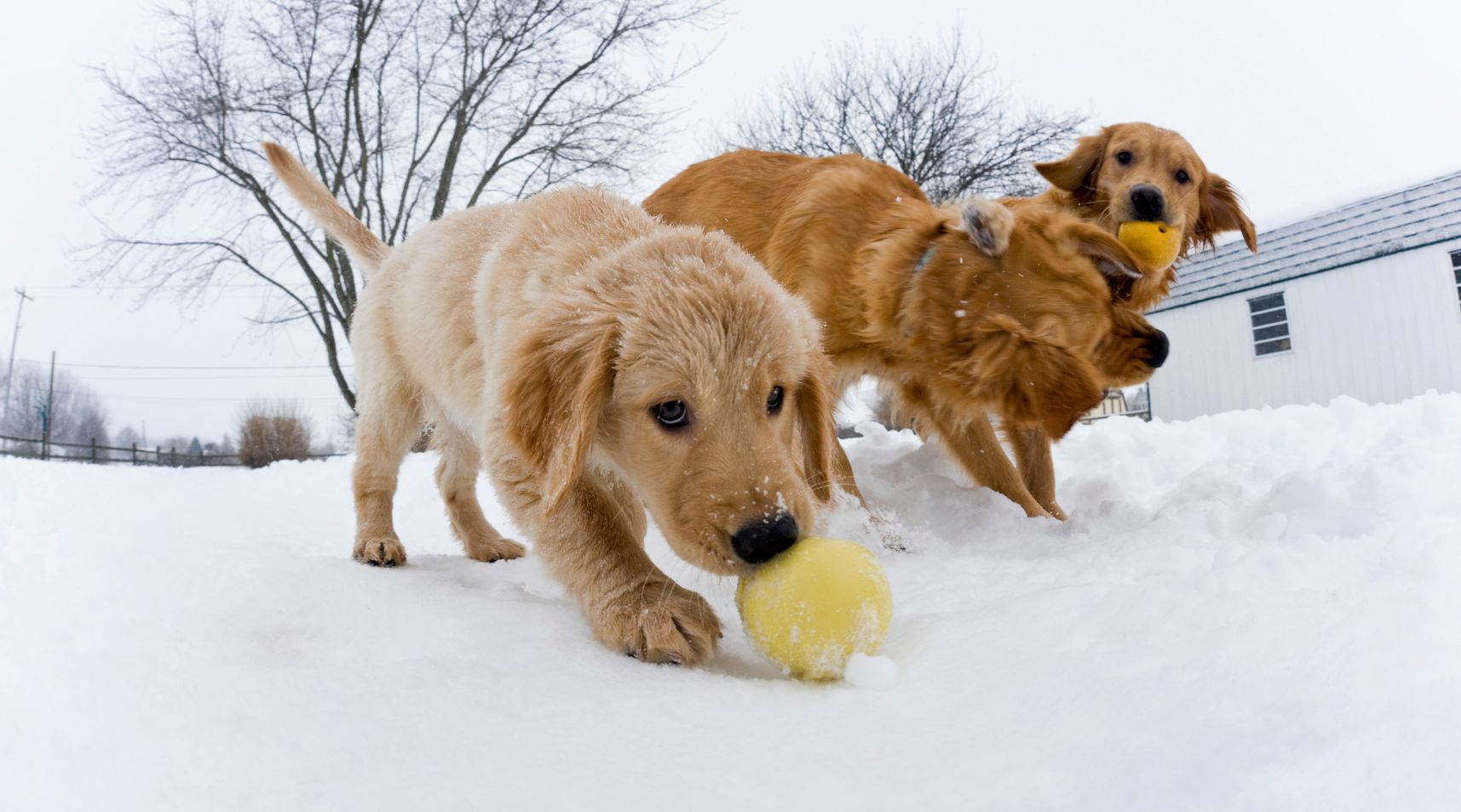 perritos jugando en la nieve