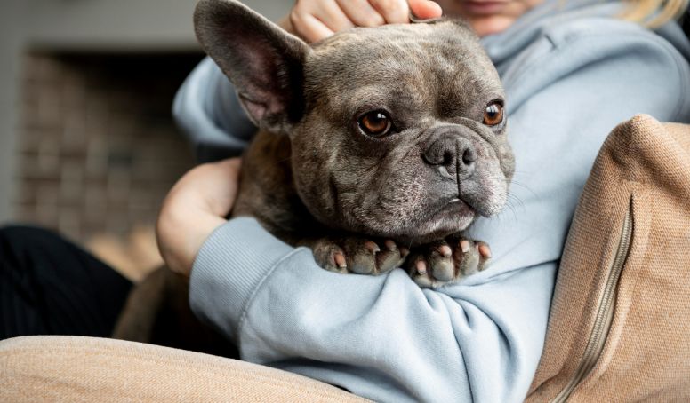 Dermatitis atópica en perros. Bulldog francés en el colo de su dueña en señal de cariño