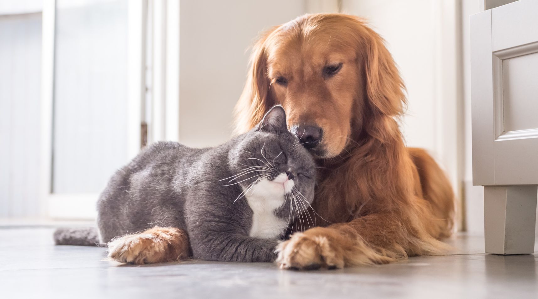 La Dermatitis en Perros y Gatos