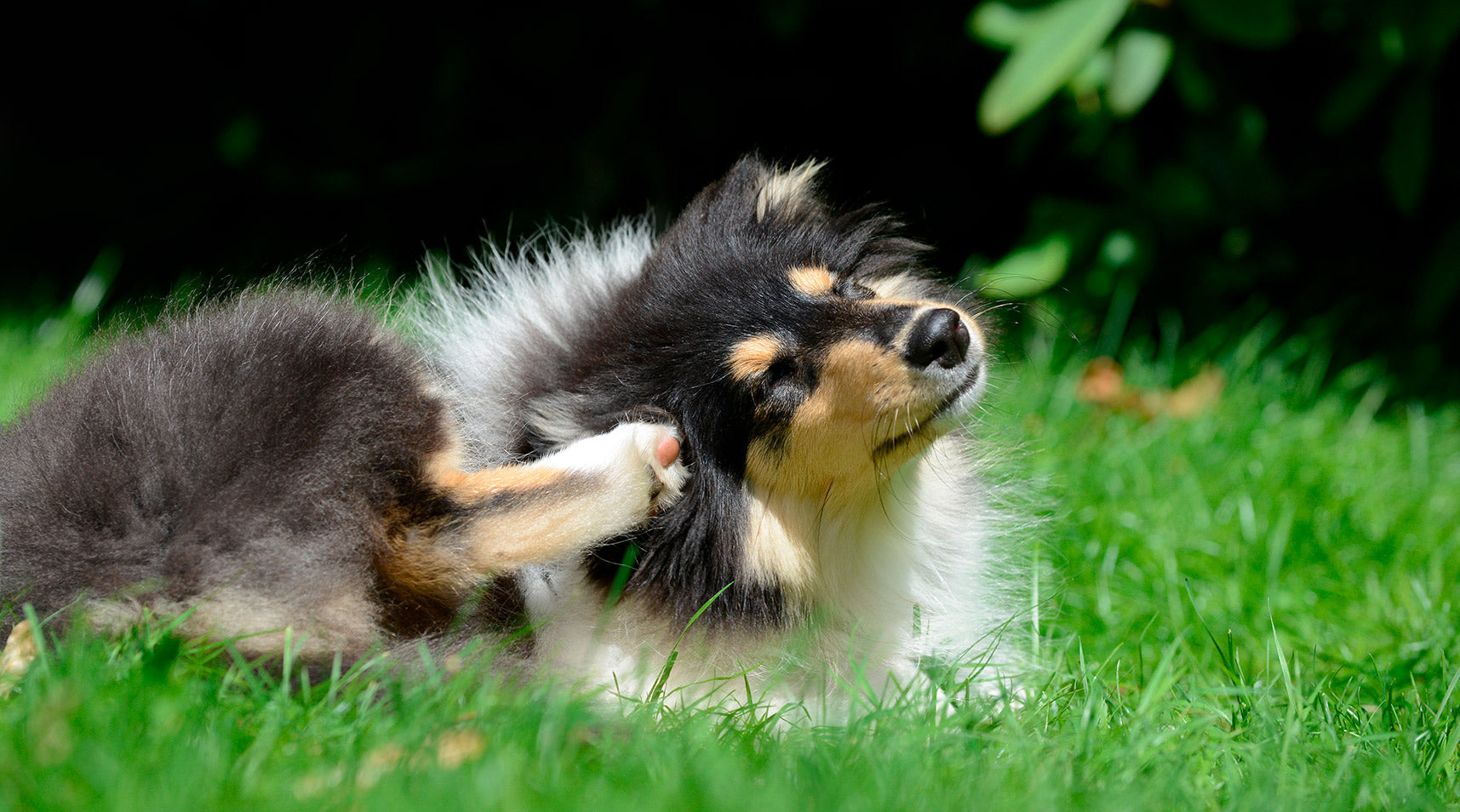 ¿Cuál es el mejor champú para perros con dermatitis?