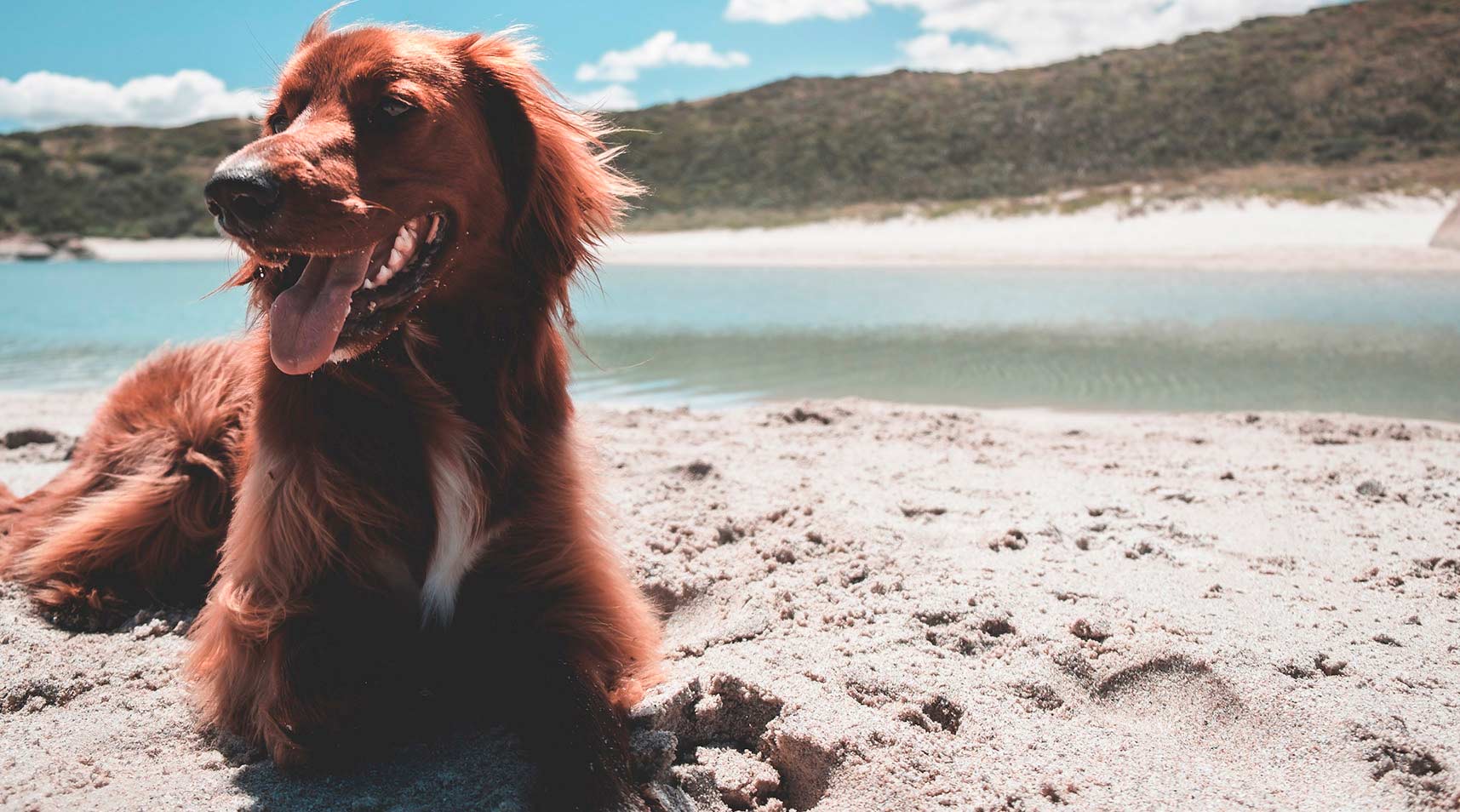 Sun Filter: La solución ideal en protector solar para perros y cuidado del pelo