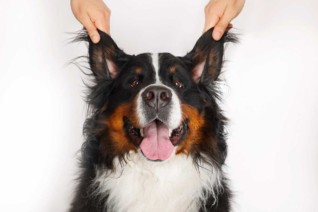 Otic Cleaner (Ear Cleaner)