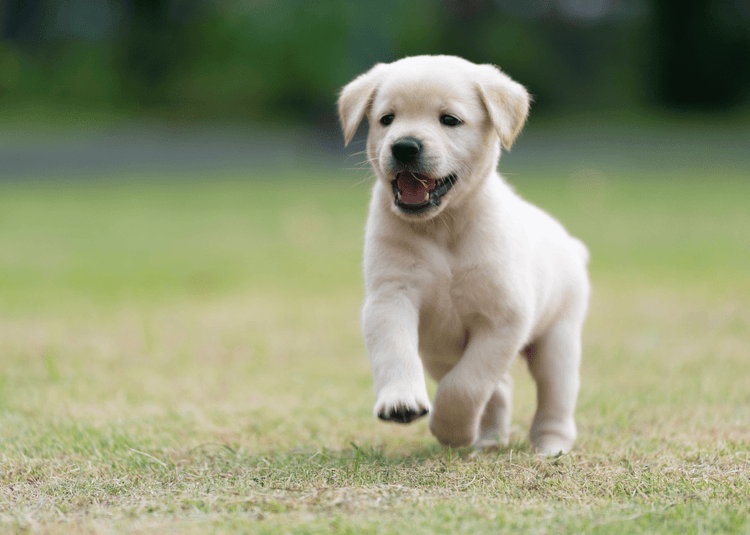 Fragancia  3 en 1 - Puppy Cachorros