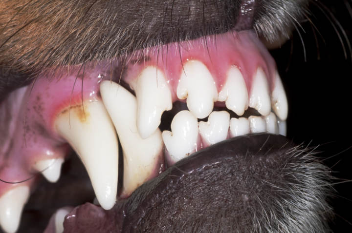 Dental Cleaner – Dedales limpiadores de dientes