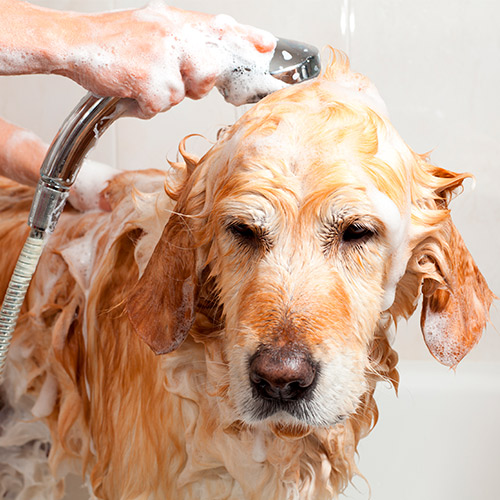 mejor shampoo perros dermatitis