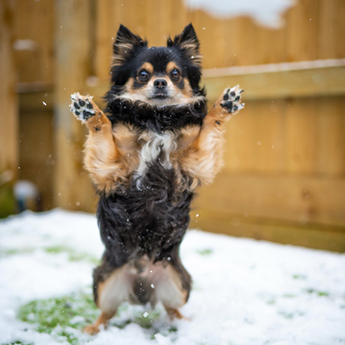 protector almohadillas perros nieve